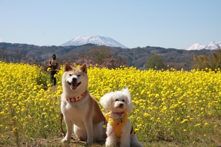 菜の花