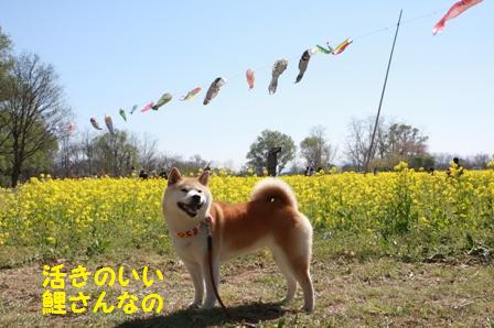 こいのぼりとくるみ