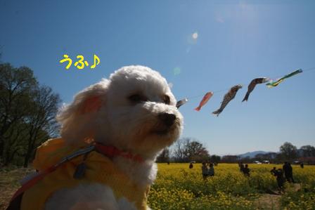 こいのぼりとみかん