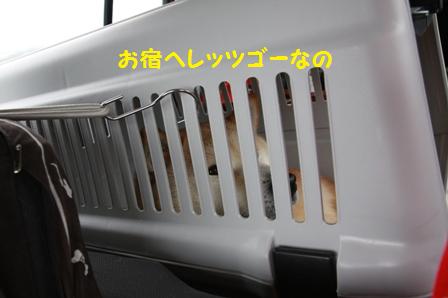レッツゴー