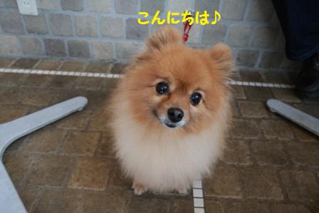 ポメさん