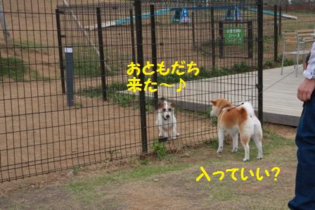 ドッグラン