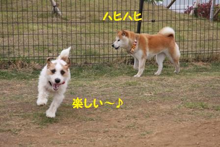 ハヒハヒ