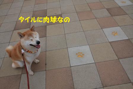 肉球