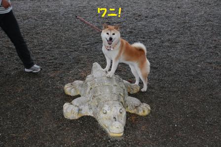 ワニ