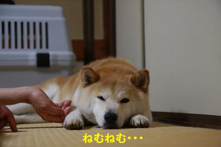 ねむねむ