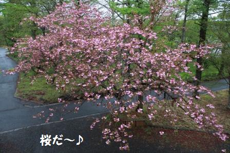 桜