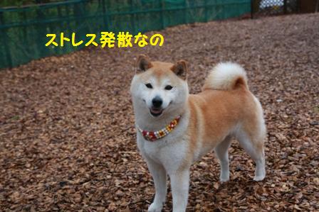 ストレス発散