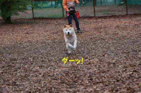 ダーッ!