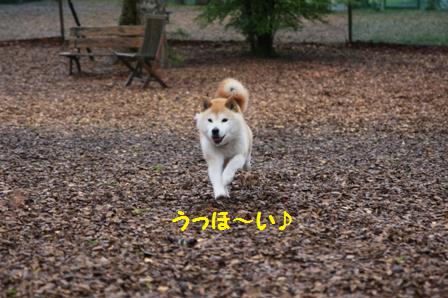 うっほ~い