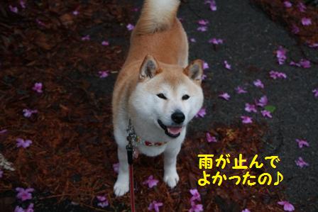 晴れて良かった