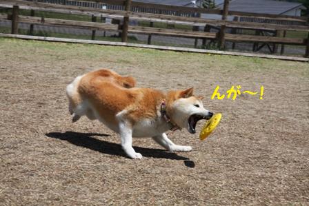 ドッグラン