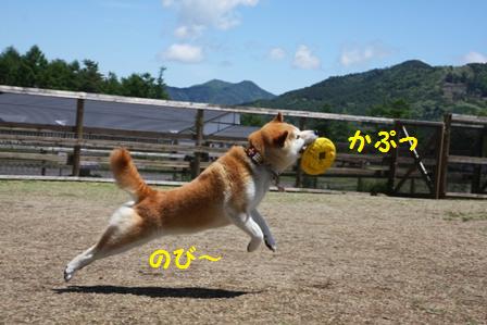 ドッグラン