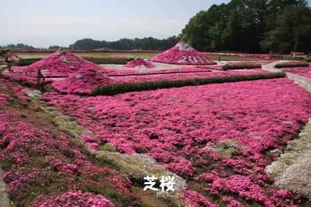 芝桜