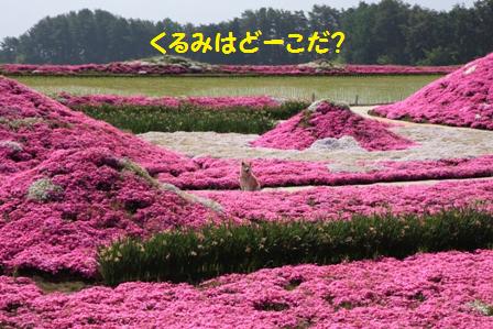 どこだ