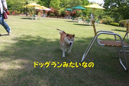 ドッグラン