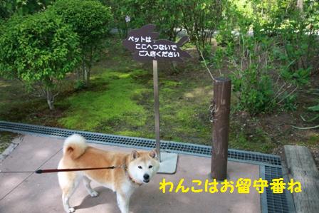 お留守番