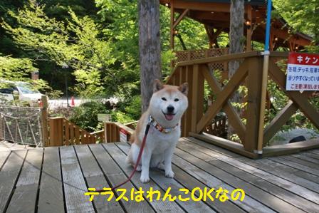 テラス