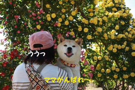 がんばれ