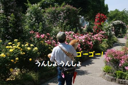 ゴーゴー