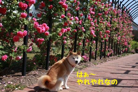 やれやれ