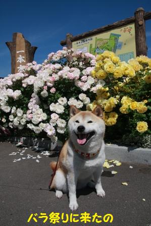 バラ祭り