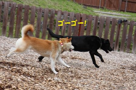 ゴーゴー