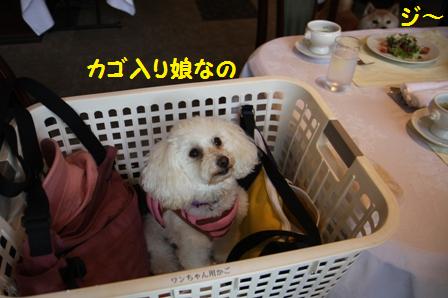 かご入り