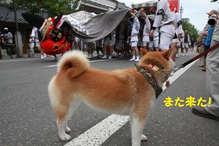 また来た