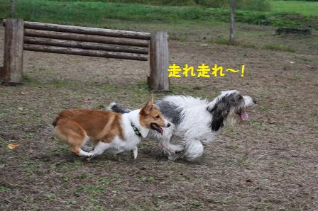 走れ