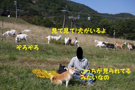 見られてる