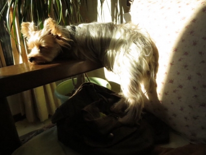 2013112722214904b.jpg