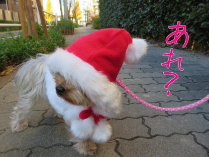 20131215154854882.jpg