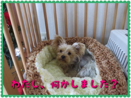 20131220204347208.jpg