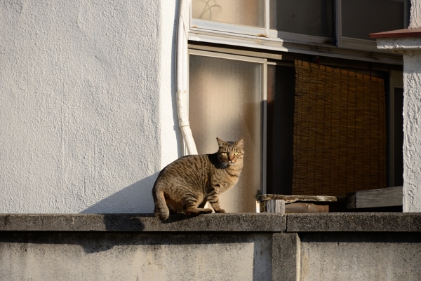 DSC_1530.jpg