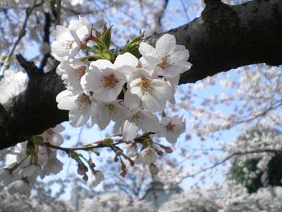 桜満開♪