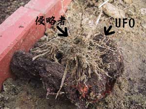 侵略者