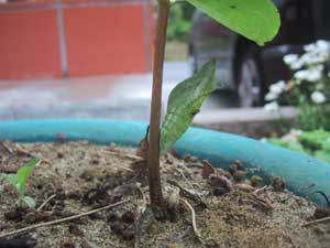 アゲハ5