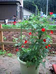 虫取りとルコウソウ