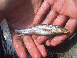 釣り2