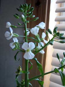 大根の花2