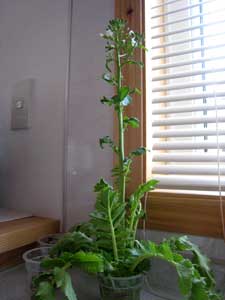 大根の花1
