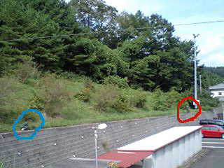 かもしか