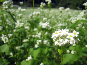 ソバの花