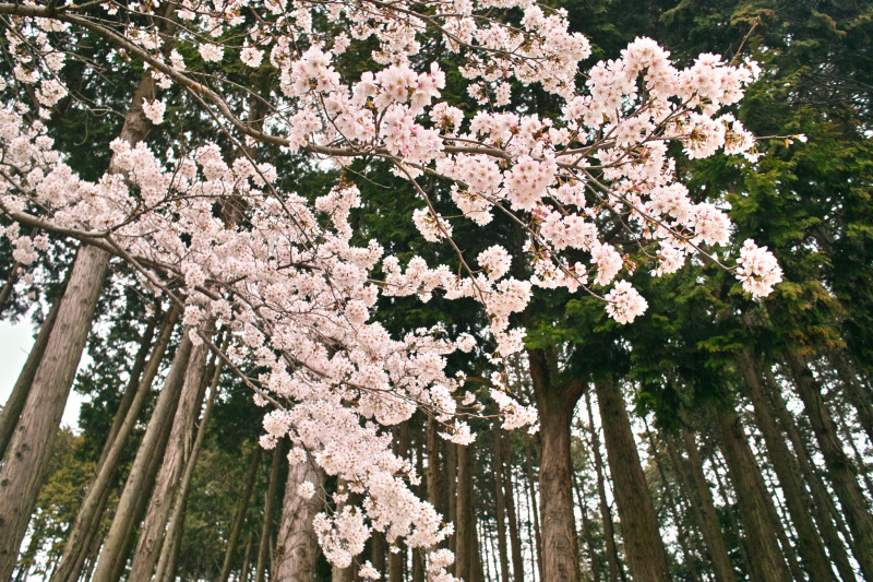 陶芸メッセ・益子の桜