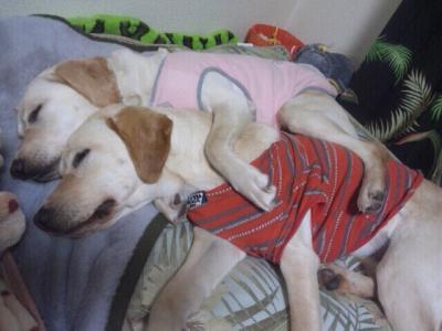 fc2_2013-12-27_03-47-52-264.jpg