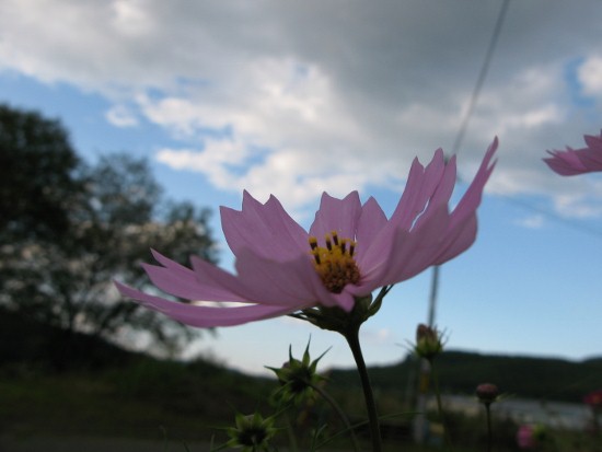 IMG_0033 (550x413)