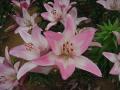 DSCN1647.jpg