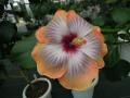 DSCN1678.jpg