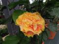 DSCN1679.jpg